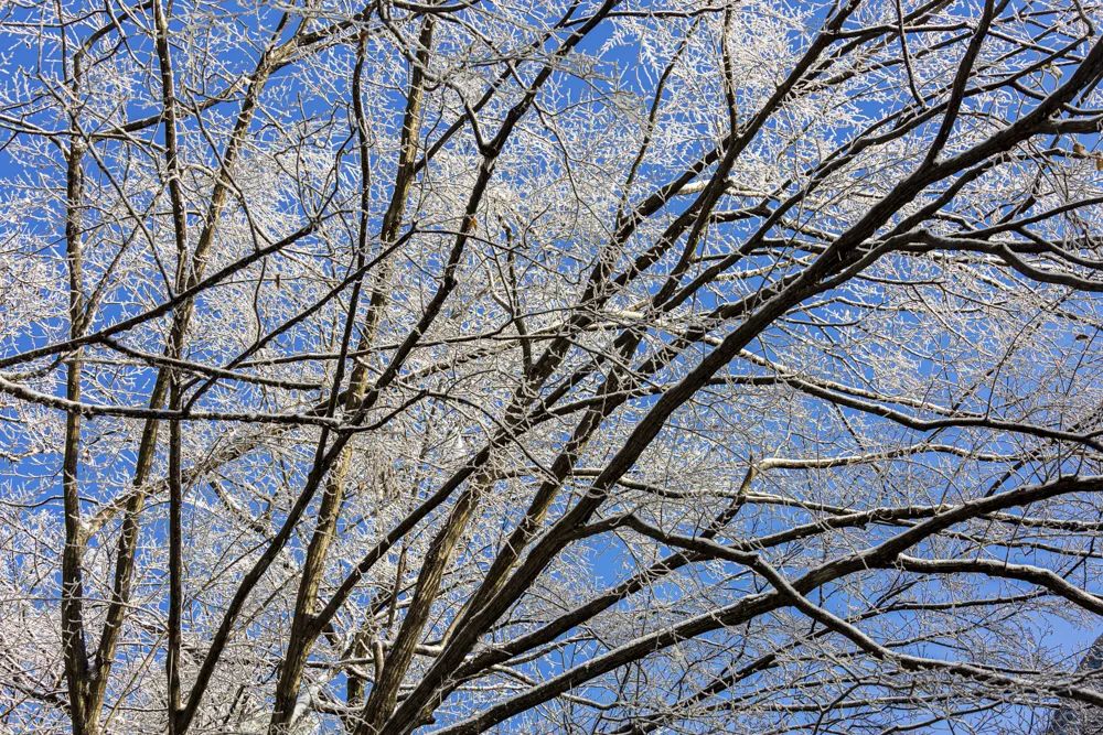 大别山的雪之小品二树上挂冰凌!