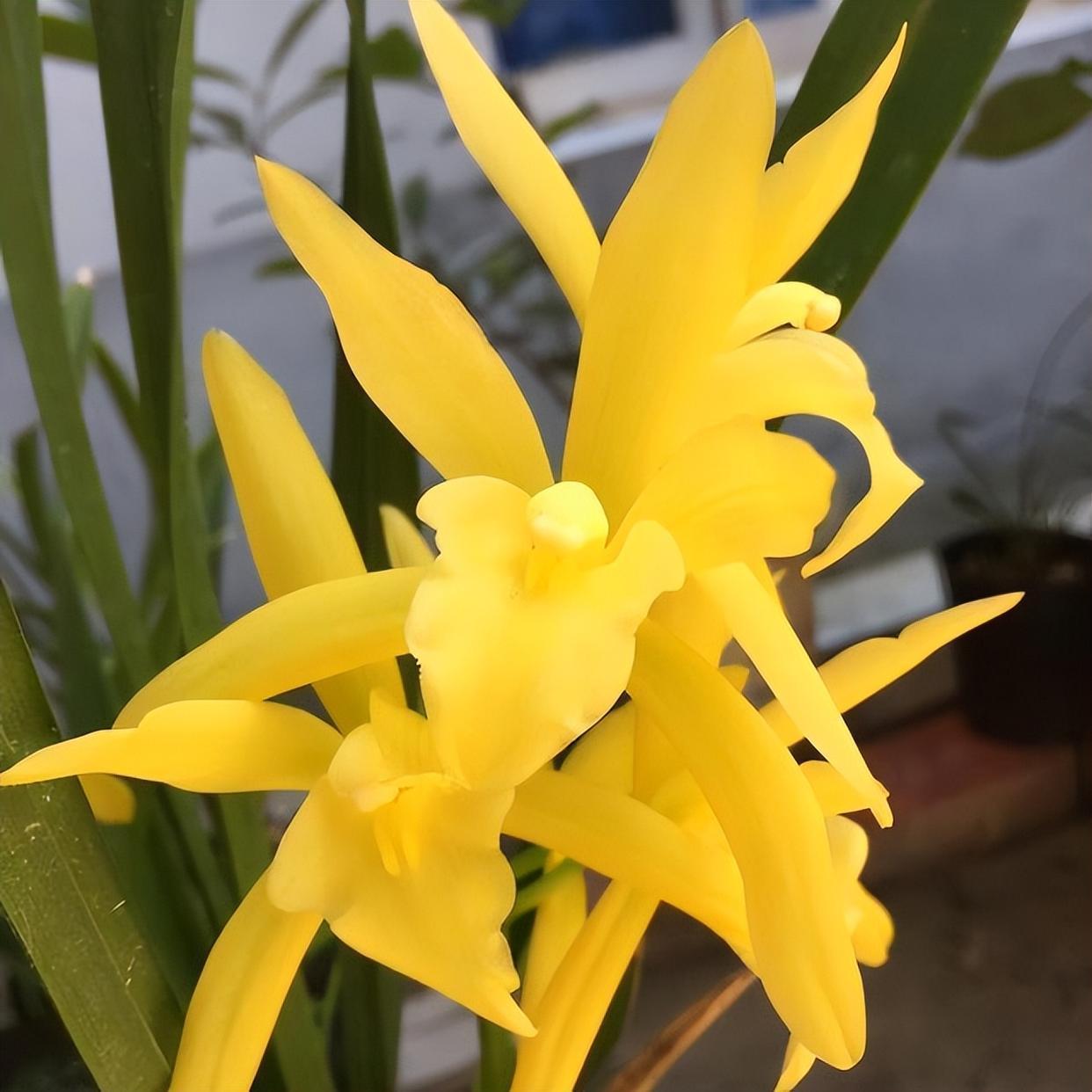 懂兰花的,喜欢养这种四季兰,兰香浓郁,花色金黄,好养活