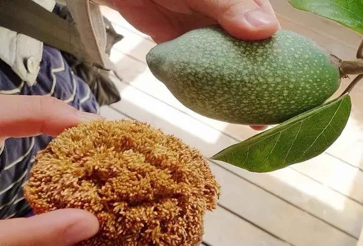 薜荔果子分为雌雄,靠一只小蜜蜂来授粉,一种可以制作冰粉植物