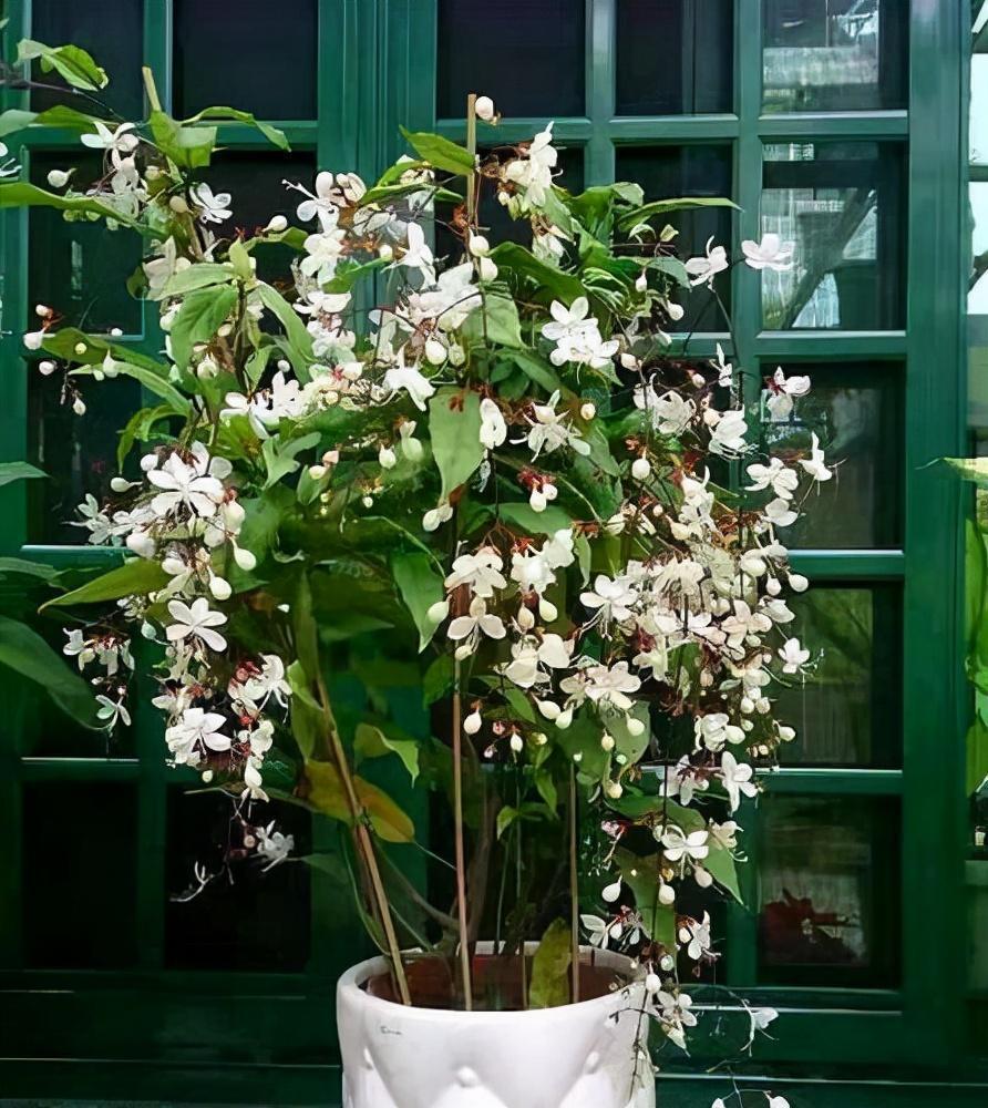 盆栽新宠垂丝茉莉,观叶,赏花又闻香,三季开花,气质优雅