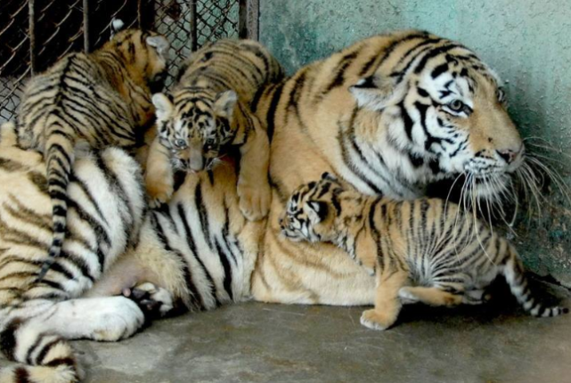 小老虎好不容易爬到虎妈的怀里睡觉,虎妈一舌头上去,娃被舔懵了