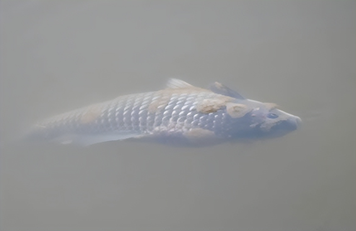 低温"水霉病"来袭,如何预防?