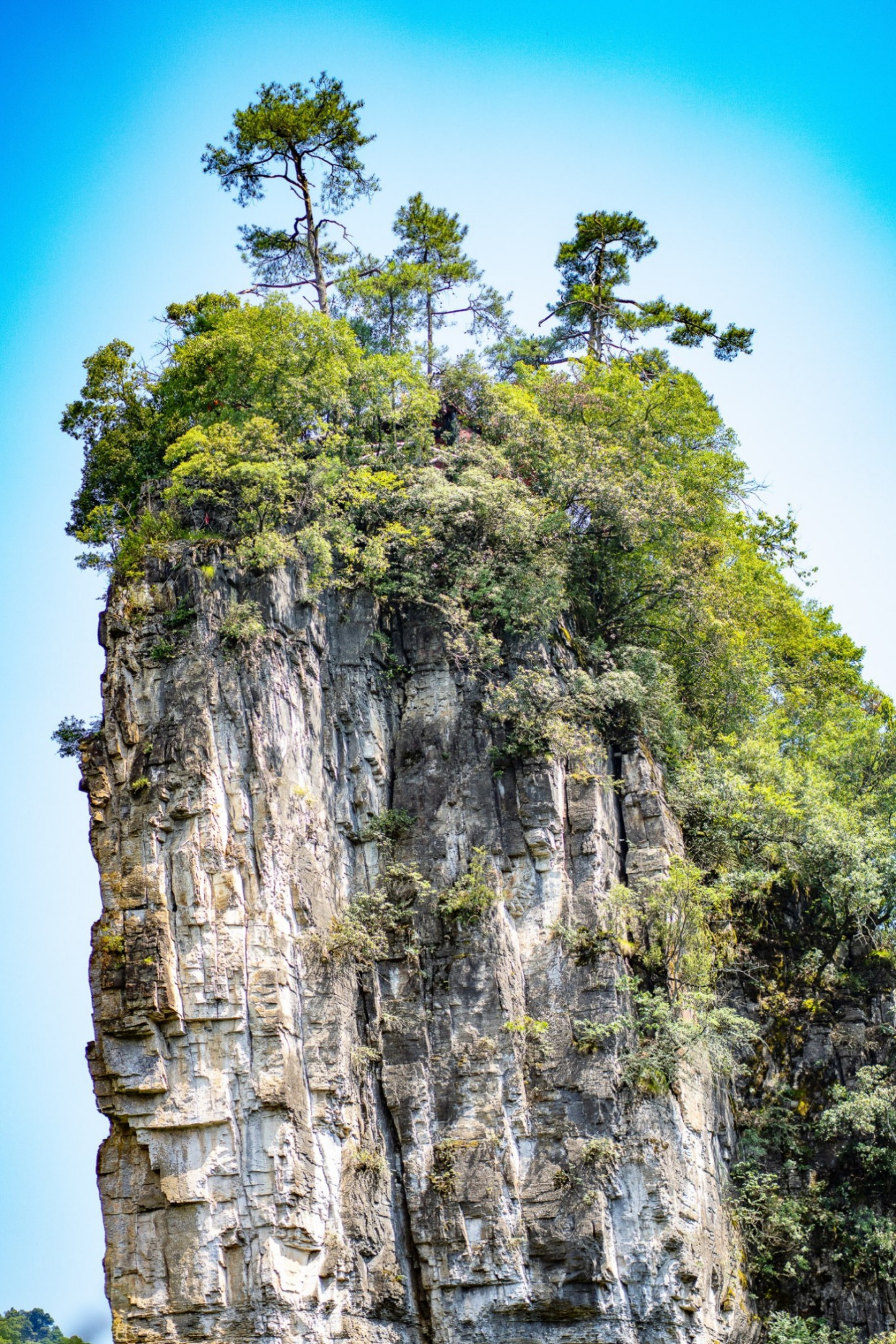 油杉河风景区在哪里图片