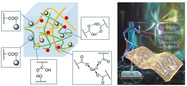 具有超拉伸性,自粘附性及自愈合与高灵敏的导电水凝胶传感器