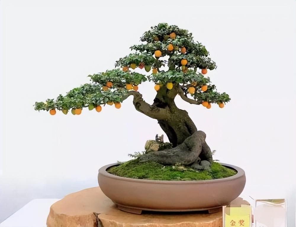 "金弹子"做盆景很好看,不要错过