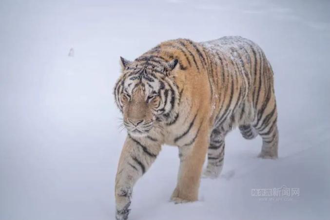 东北虎雪地撒娇卖萌