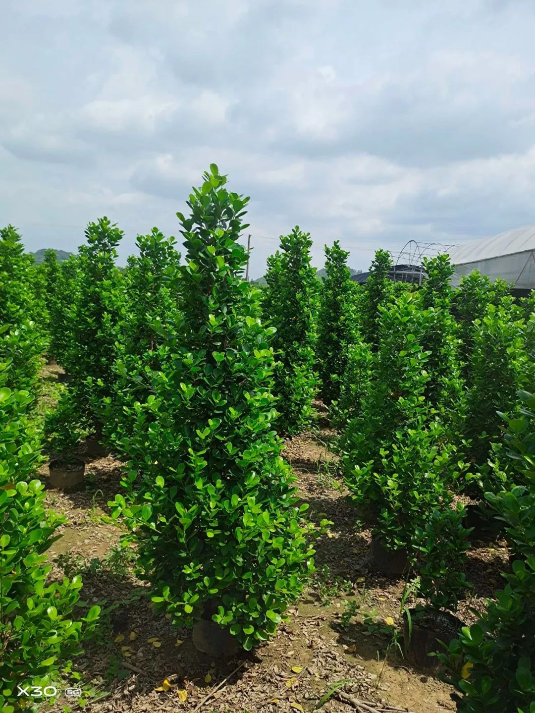 恭喜团团园艺火山榕基地入驻苗木通,广东赵华元:深耕火山榕