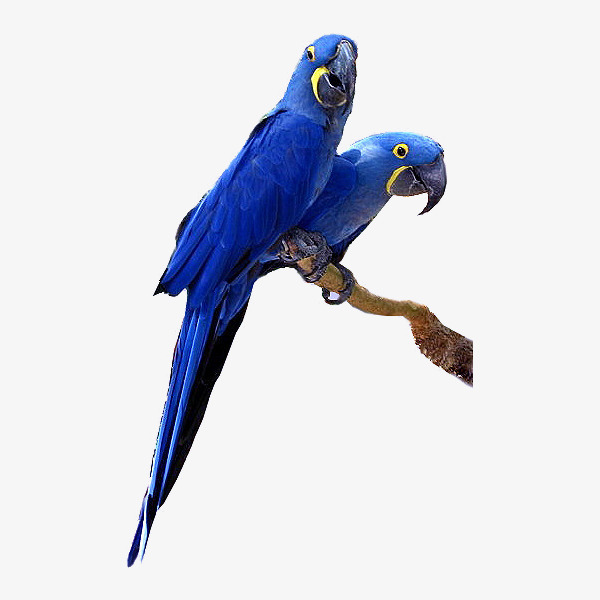 蓝色鹦鹉有哪些类型?