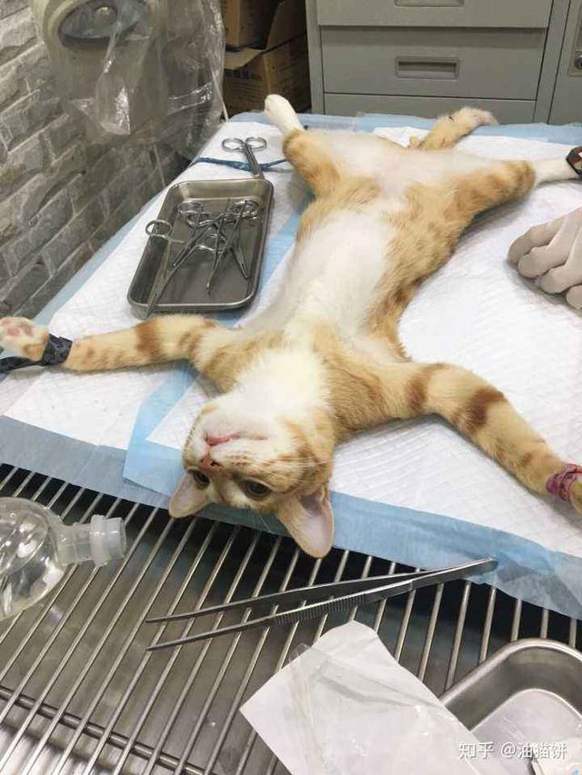 猫咪一生的几大"梦想",全帮它实现,它会爱死你