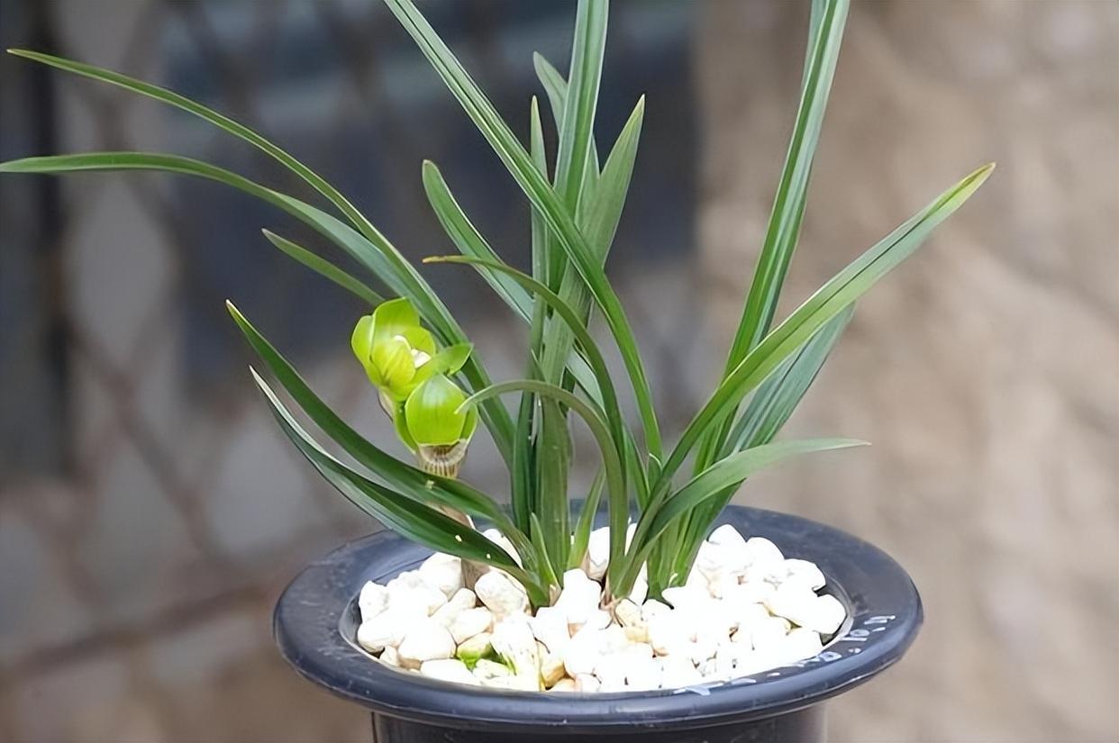 春兰皇后绿云,曾经的极品兰花,如今少抽一包烟便可以入手一株