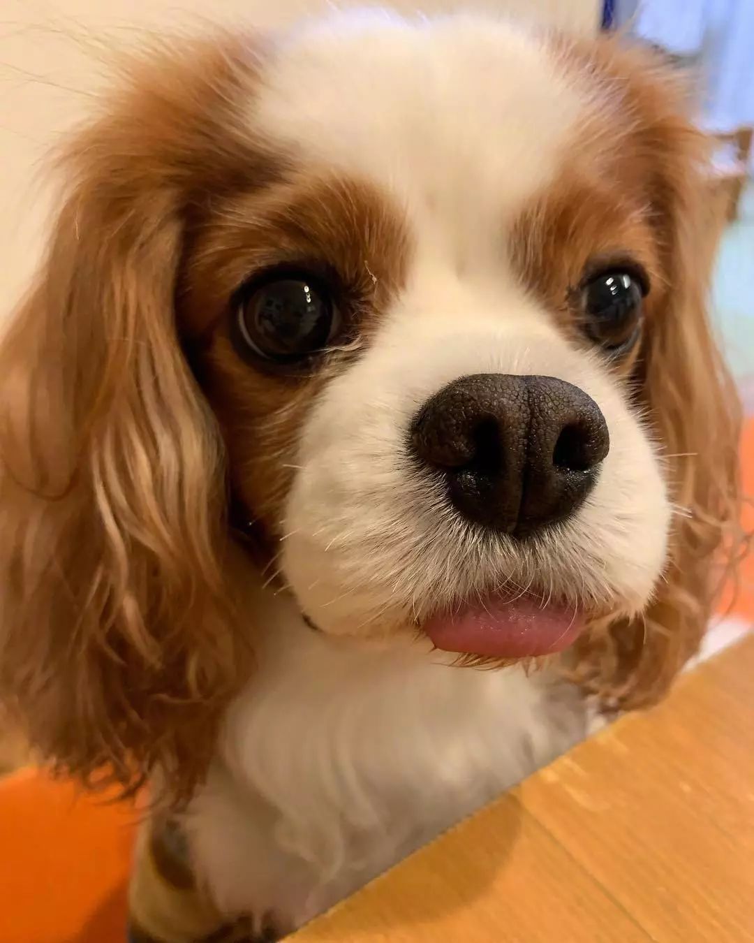 你知道狗狗是怎么认出你,你家人?其实比你以为的有趣多了