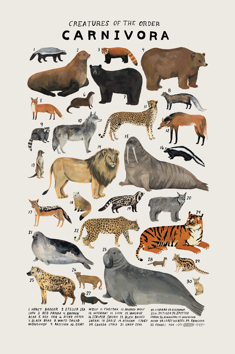 八大食肉动物家族图片
