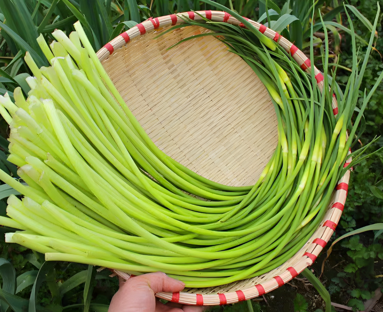 蒜苗怎么挑选新鲜『蒜苗怎么挑选新鲜的』