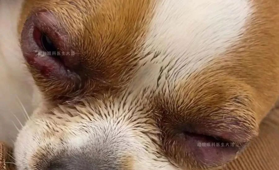 (分宜病例)狗狗上下眼皮发炎,红肿,起疙瘩,睑板腺炎治疗痊愈