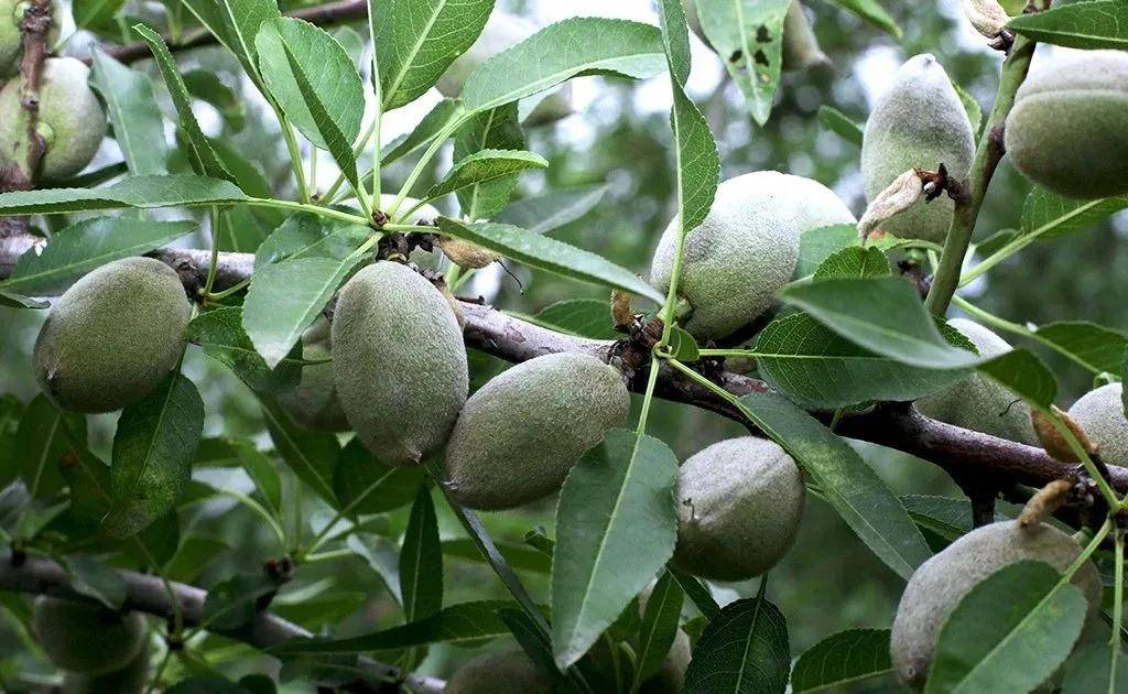 巴旦木的种植方法和注意事项