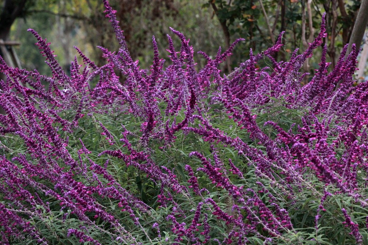 江苏南通,一片鼠尾草花海静静地盛开,迎来了一年中最美的观赏期