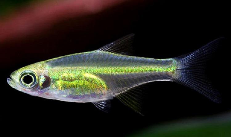 灯鱼品种有哪些?