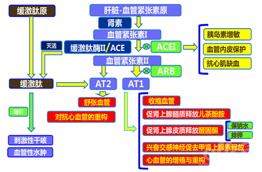 沙坦类降压药有效降压护心肾,但若是碰到这4种情况,尽量不要用