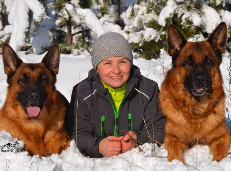 等德国牧羊犬老了,主人做好这7件事,它会更长寿!