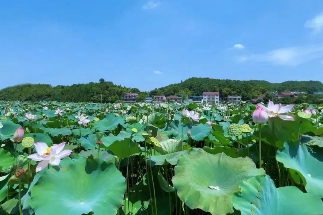 江西省余江区黄庄乡:莲子之乡产莲忙