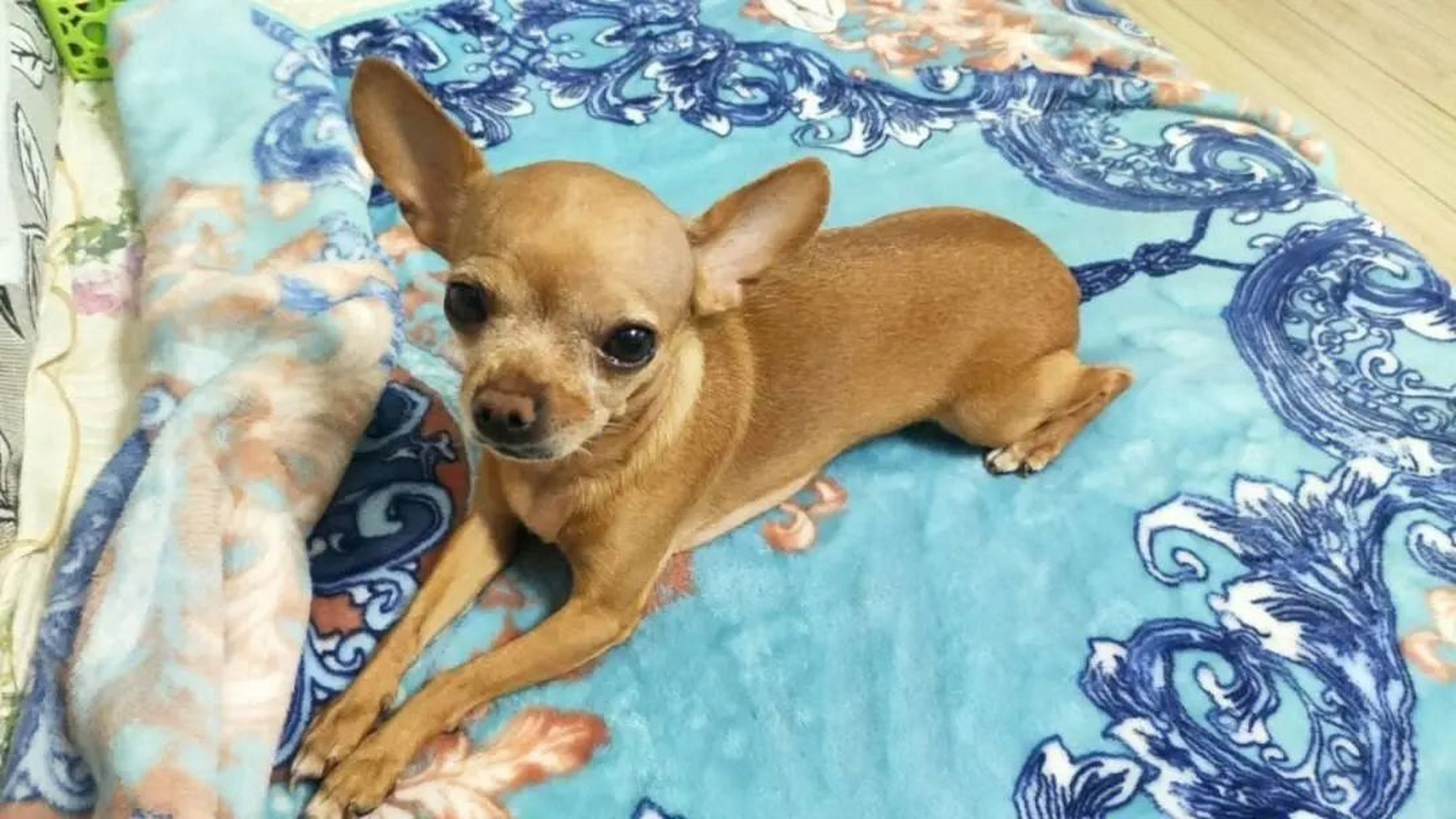 张寡妇养了一条宠物狗吉娃娃,与它相依为命,每天同吃同睡,教它识字做