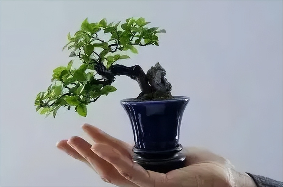 老鹰刺盆景的养殖方法