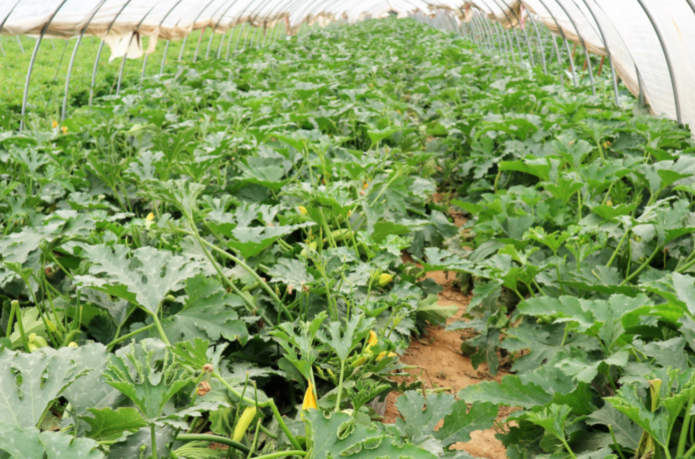 怎么正确种植西葫芦?掌握这几点,让你采收个不停