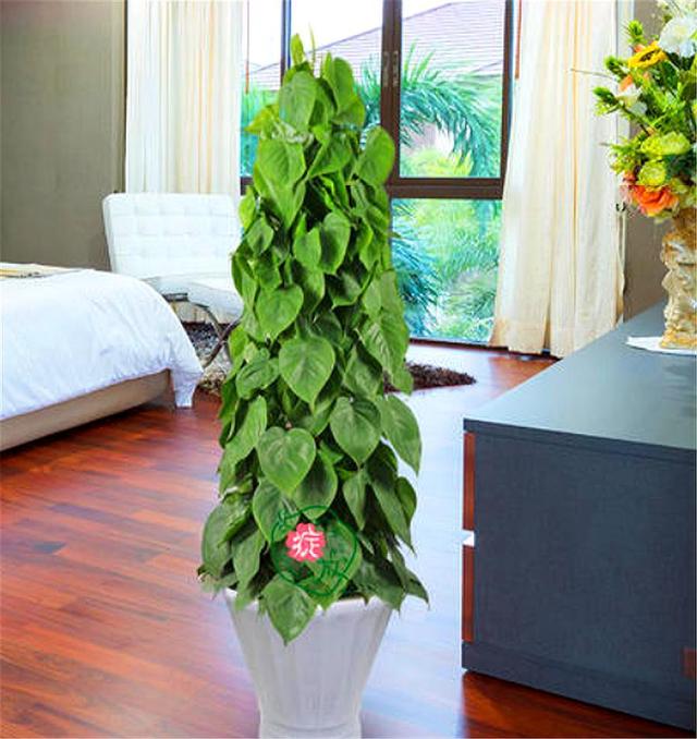 水培扦插心叶藤详细步骤,成活率高,根系发达叶子绿