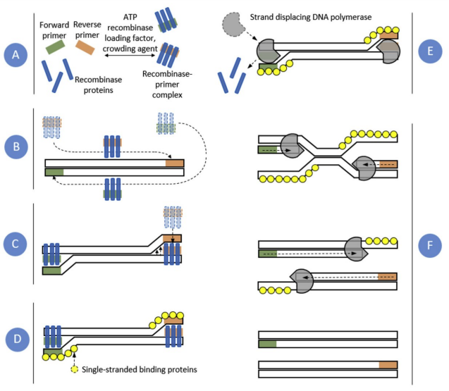 新品│重组酶聚合酶扩增rpa技术分子酶系列之exonuclease iii