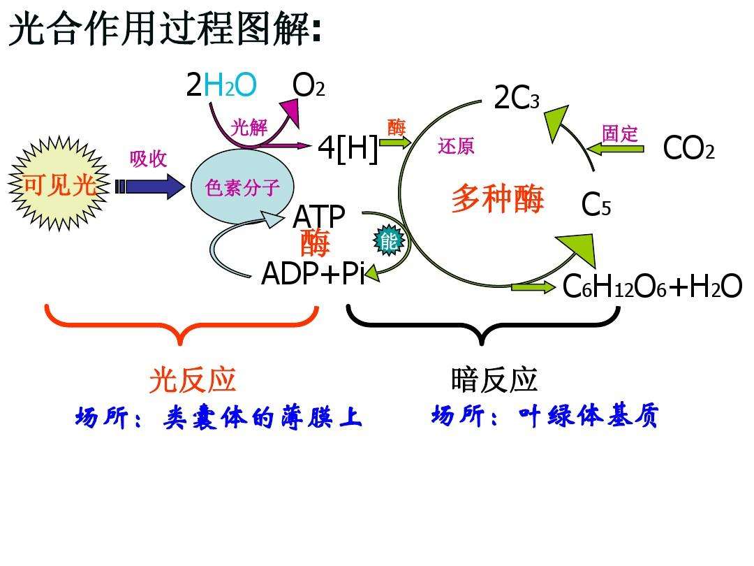 自然界中二氧化碳是怎麼變成澱粉的?