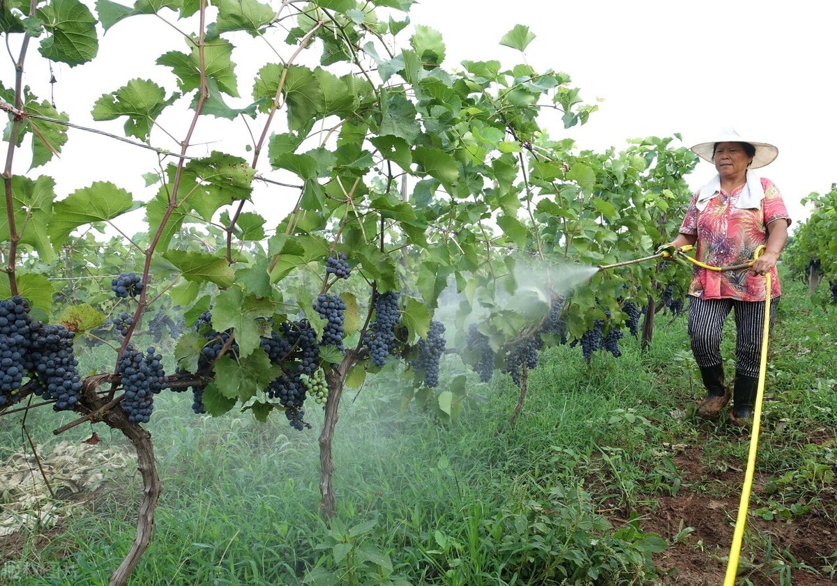 磷酸- 优质问答专区