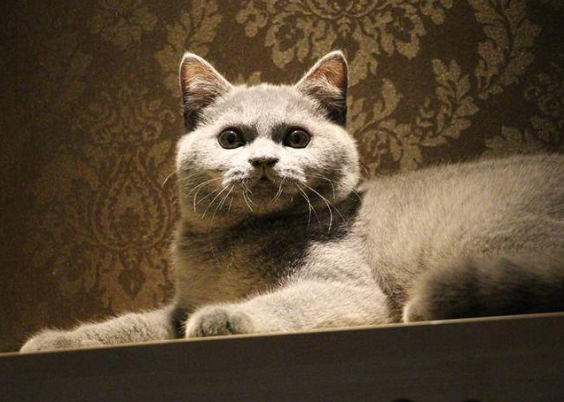 英短猫能活多久?6招延长寿命!