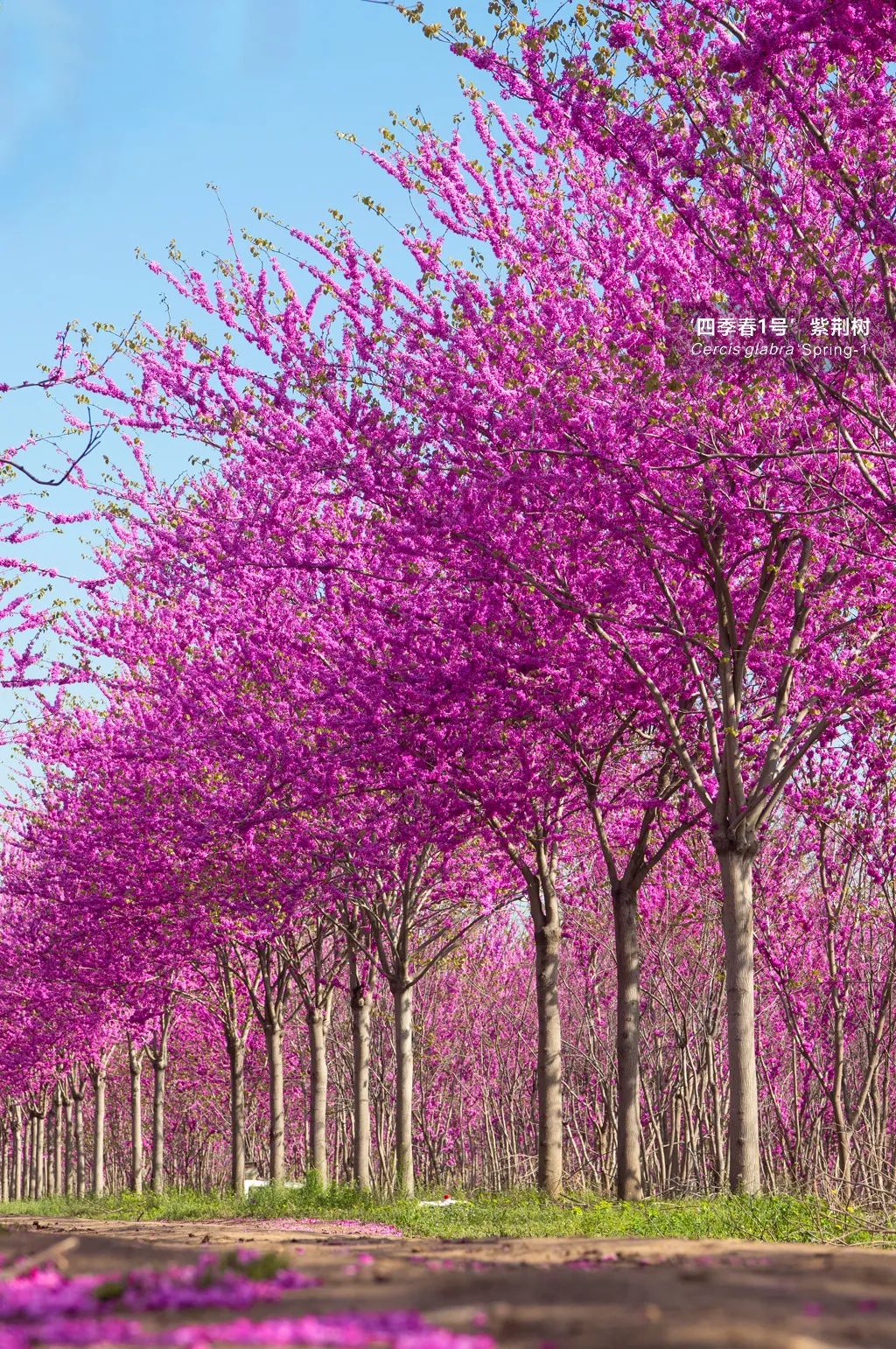四季春1号紫荆树美图鉴赏