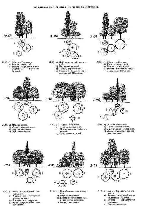 植物图片大全（各种植物图片及名称） 第14张