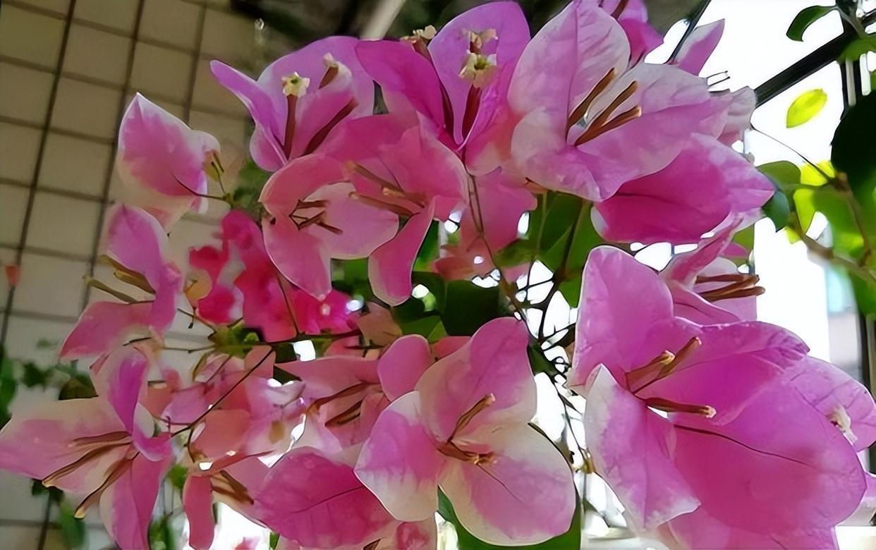 精品花卉——金心双色三角梅