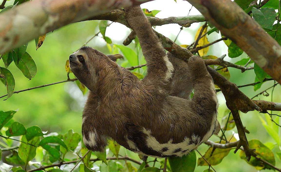 "闪电先生"树懒的慢生活,树懒的防御力很弱,那为何没有灭绝呢