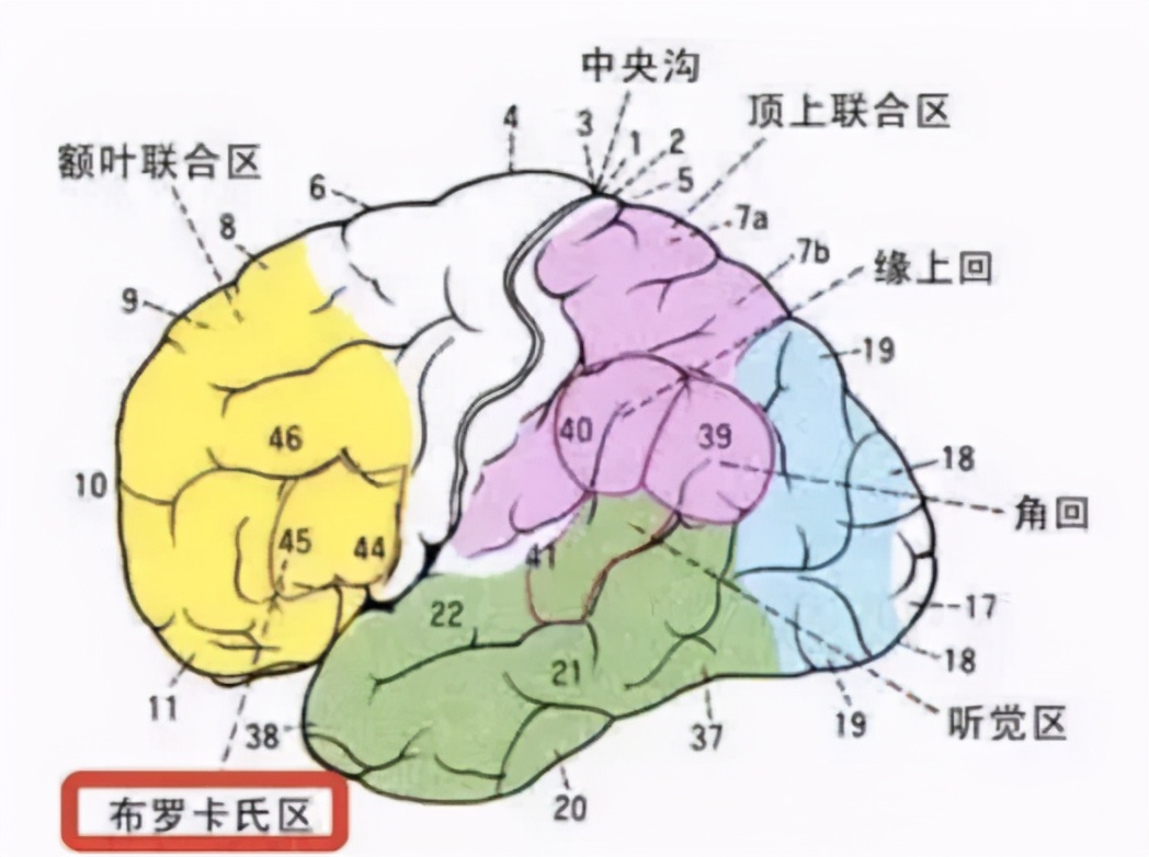 布罗卡氏区图片