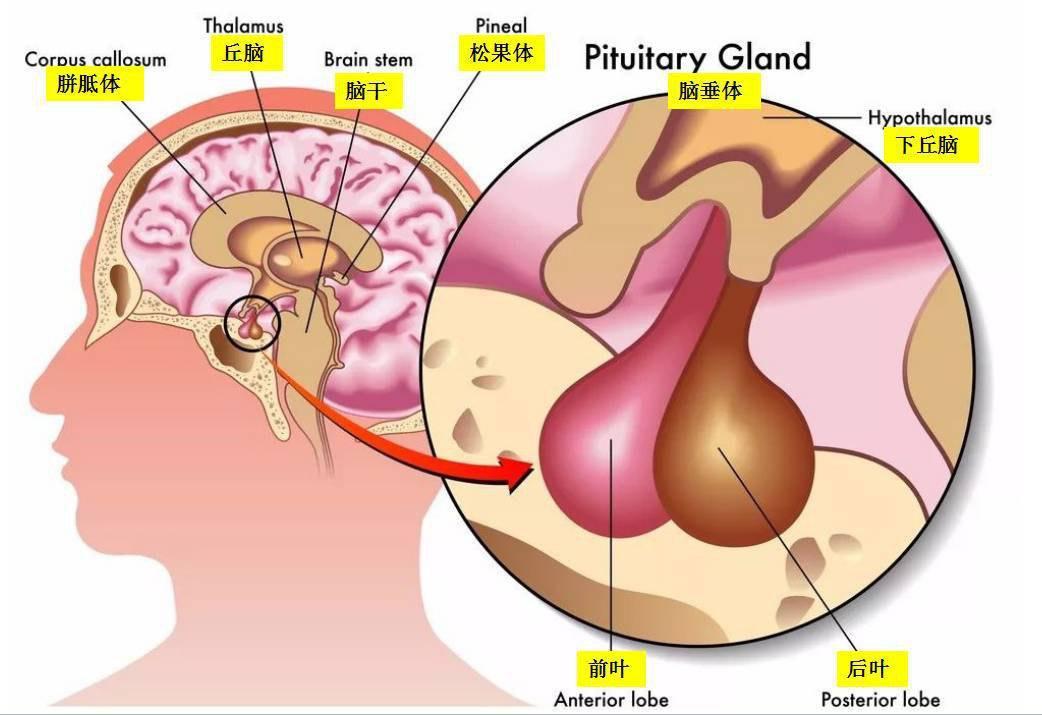 卡尔曼综合征,是罕见疾病,易患人群是男性,严重影响患者生活