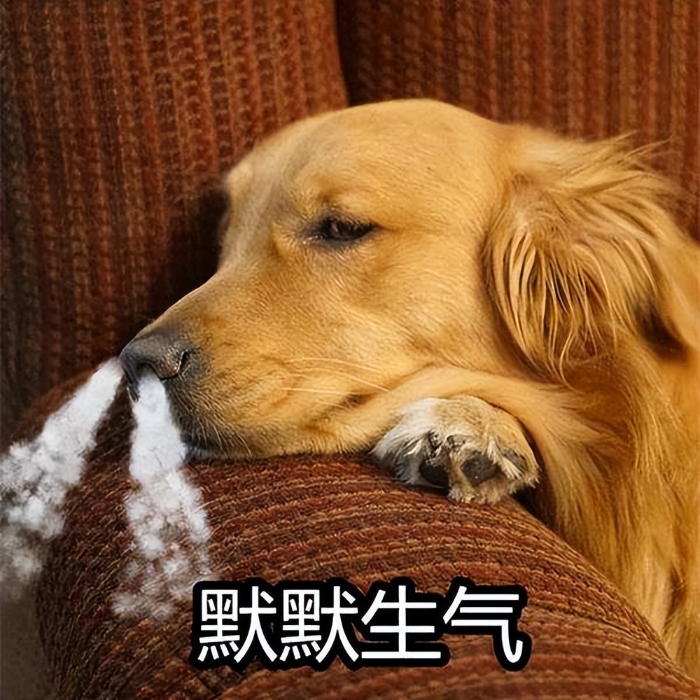 狗狗越是"生气",这7个表现就越是明显