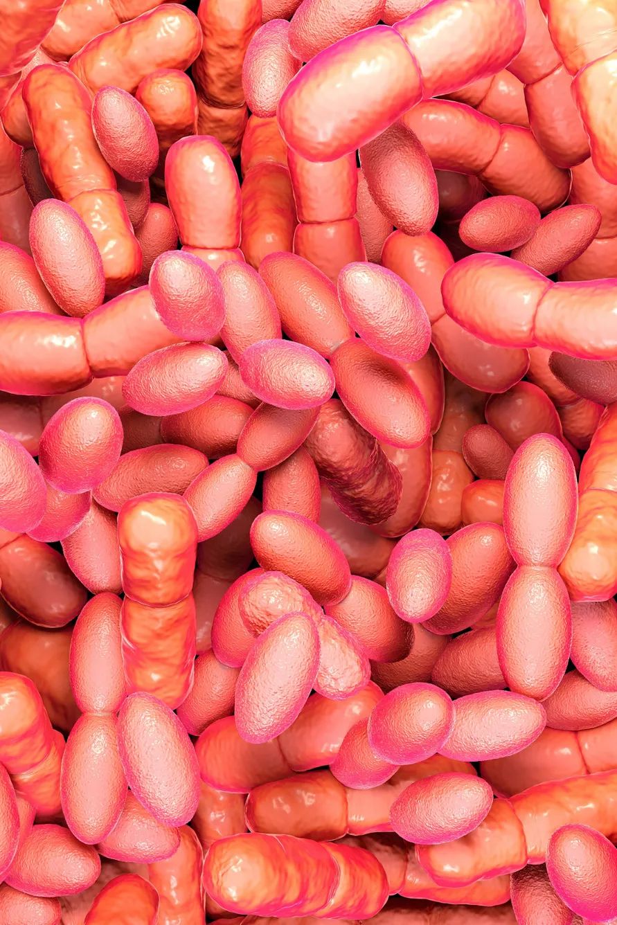 直到1837年,醋酸菌这种微生物第一次在显微镜下被观察到.