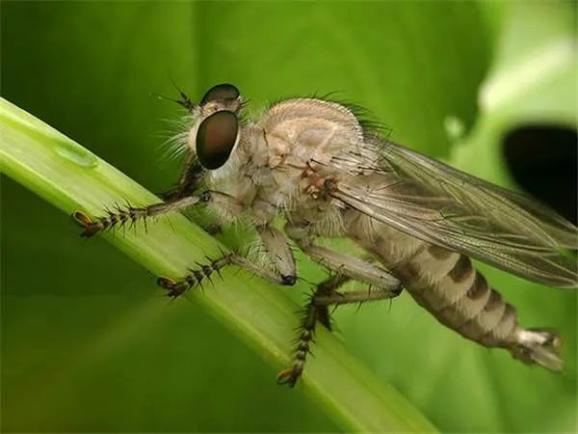 读睡每日好诗《我是一只牛虻》