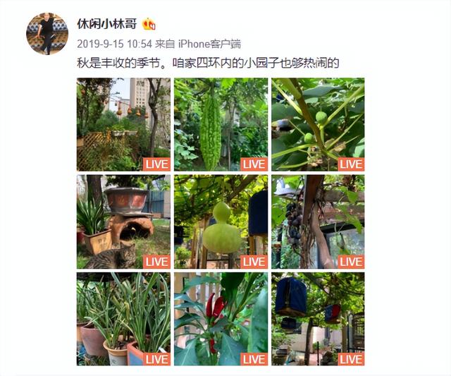 杨幂家的房子,拿整个院子给老爸种菜养花,堪称娱乐圈一股清流