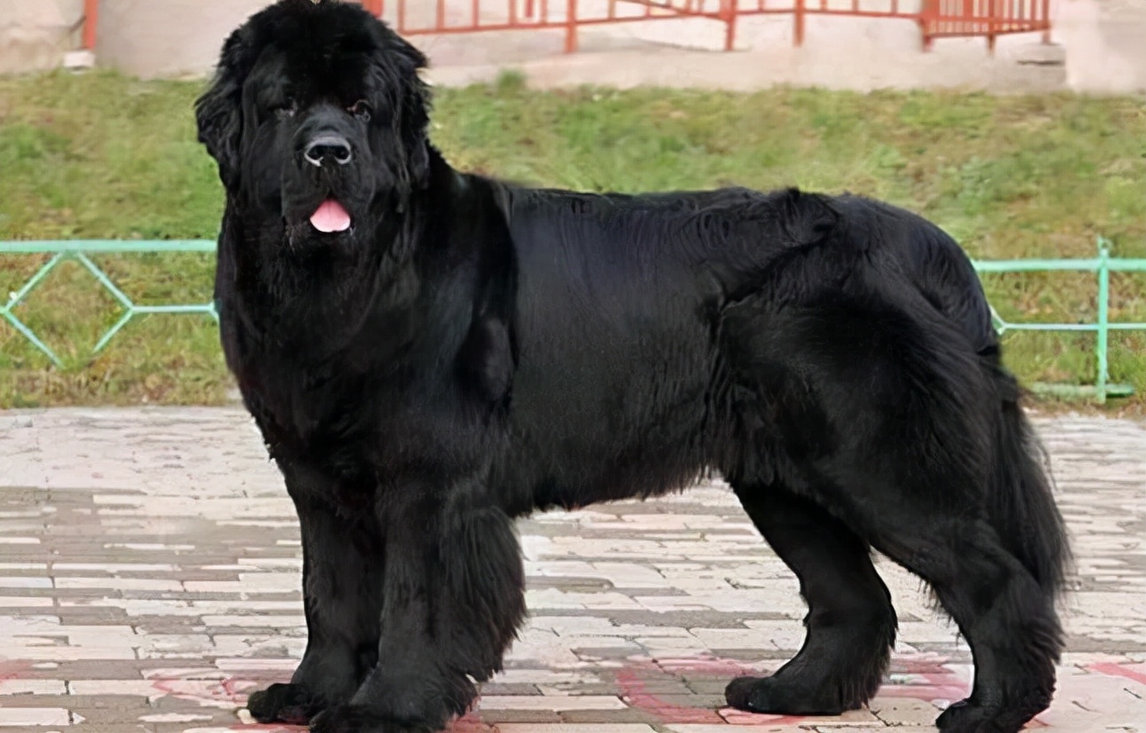 拥有神秘"黑色"的狗狗,你都见过吗?