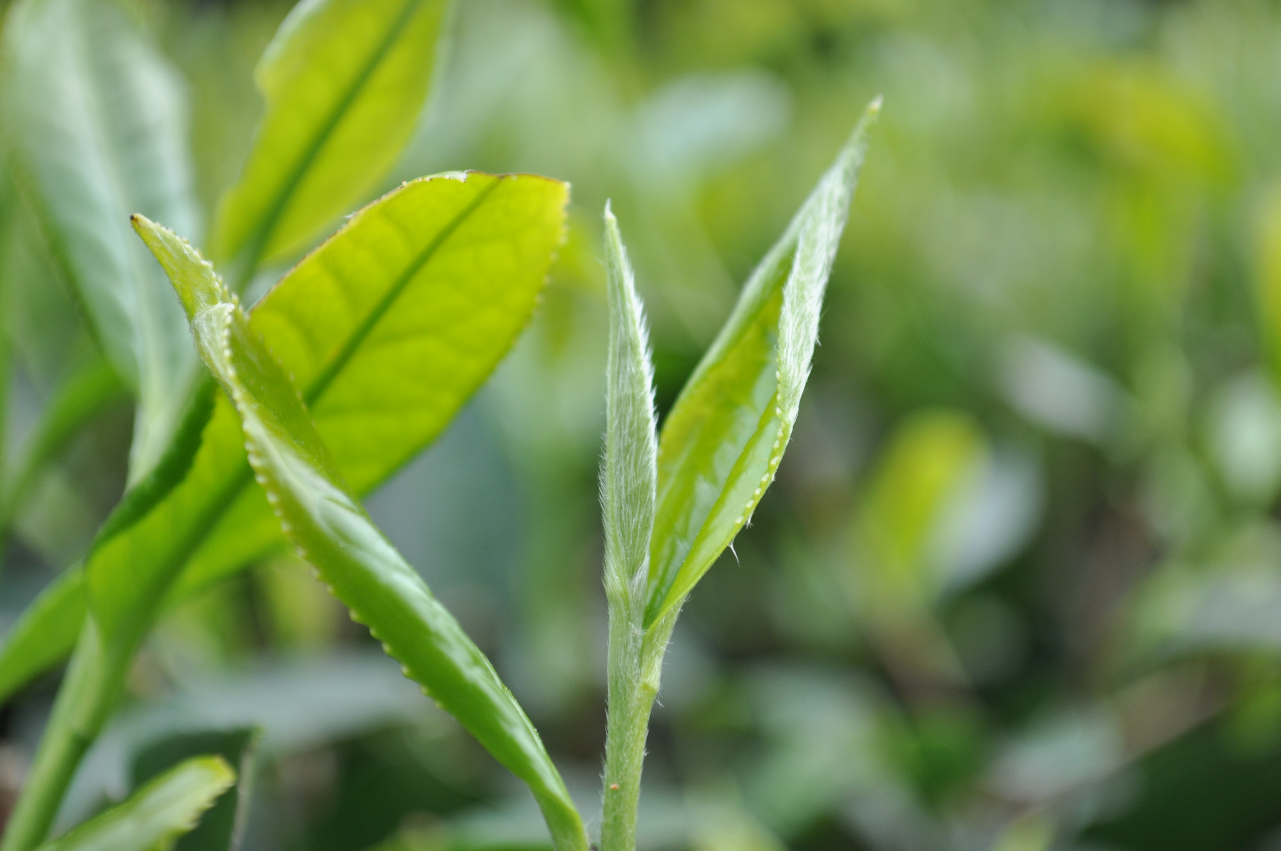 福茗达白茶图片