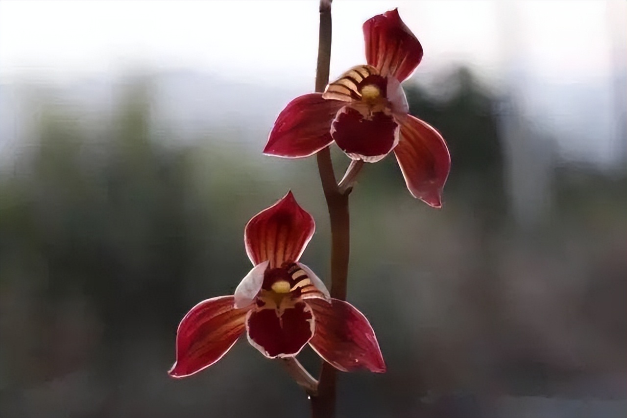 东方红荷兰花花期图片