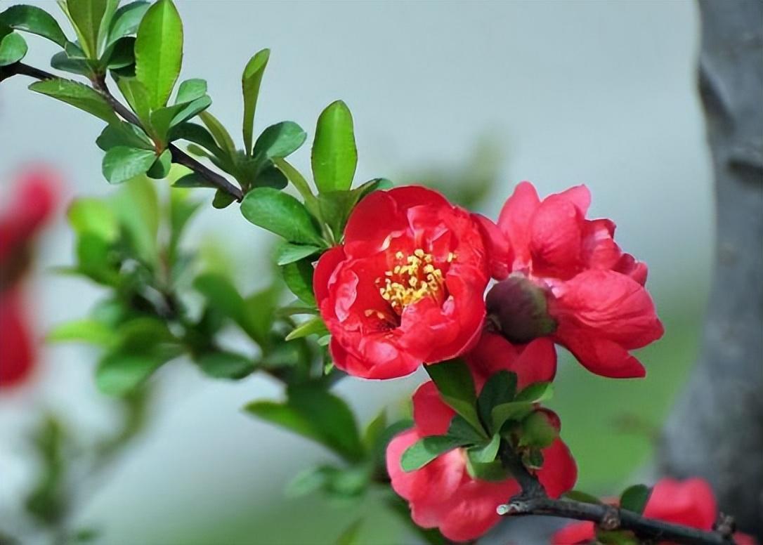 长寿冠海棠花,高颜值老桩盆景!打理好这些开花早又多