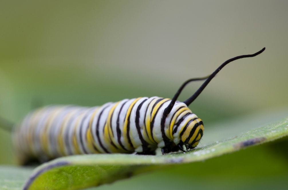 毛毛虫是如何变成蝴蝶和飞蛾的?