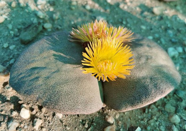 世界那么大,多肉那么美,我们一起去看看吧 | 南非多肉欣赏