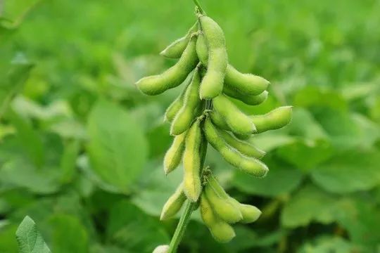 鲜食春大豆管理技术