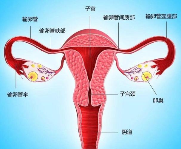 人体子宫位置 解剖图图片